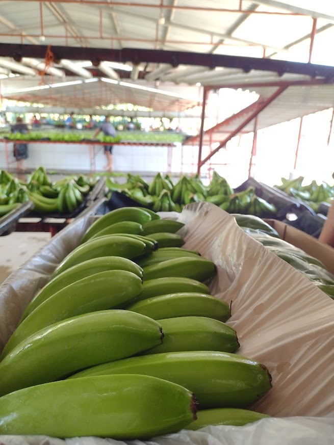 Almacenaje de banano en planta